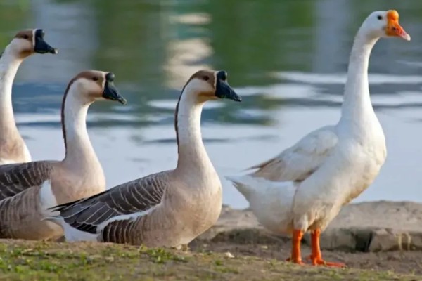母鹅如何受精,公鹅会踩在母鹅背上与它交配