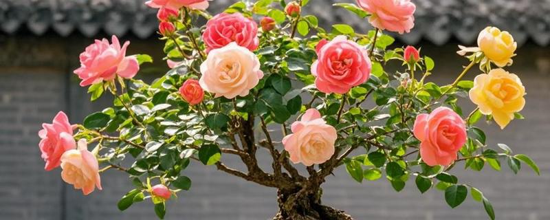 让月季老桩快速生根的方法，种植前用多菌灵浸泡12小时