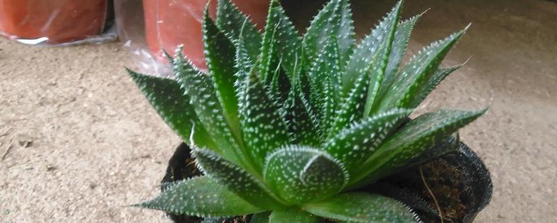 波露如何扦插，建议在春季和秋季进行