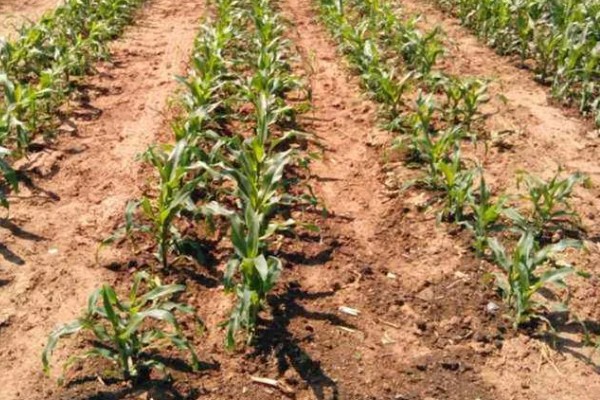 合理密植能提高什么效率,作物的光合效率会上升