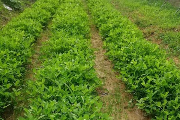 合理密植能提高什么效率,作物的光合效率会上升