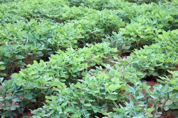 合理密植能提高什么效率,作物的光合效率会上升