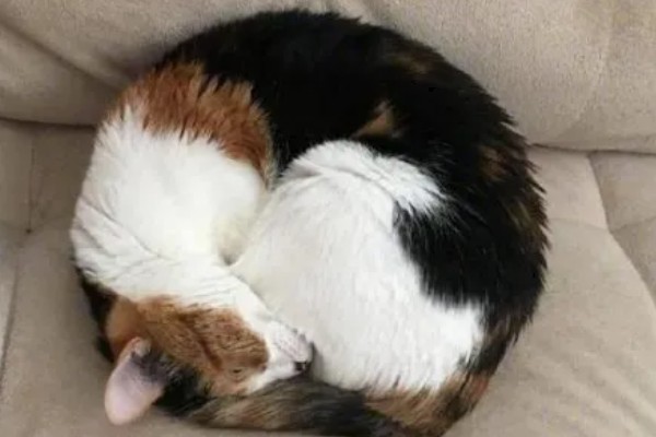 如何通过睡姿判断猫咪是否健康,做出缩成一团、侧躺、四脚朝天的姿势表示很健康