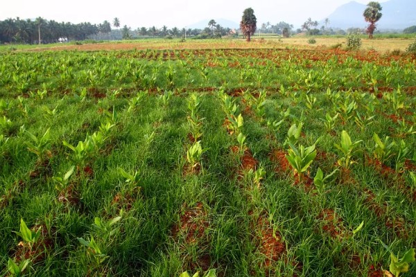 合理密植能提高什么效率,作物的光合效率会上升