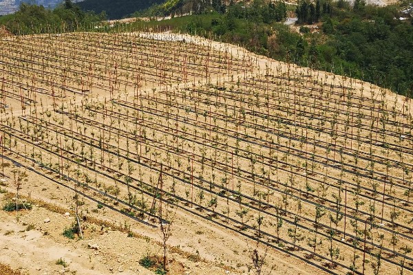 合理密植能提高什么效率,作物的光合效率会上升