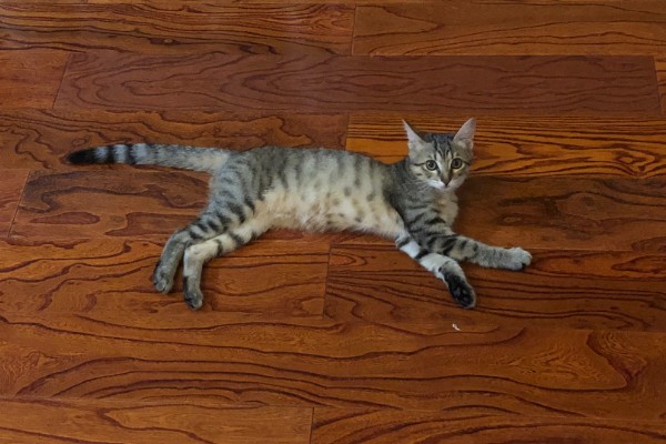 如何通过睡姿判断猫咪是否健康,做出缩成一团、侧躺、四脚朝天的姿势表示很健康