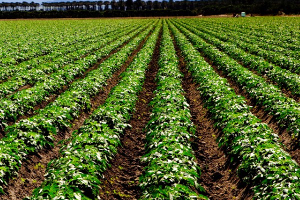 合理密植能提高什么效率,作物的光合效率会上升