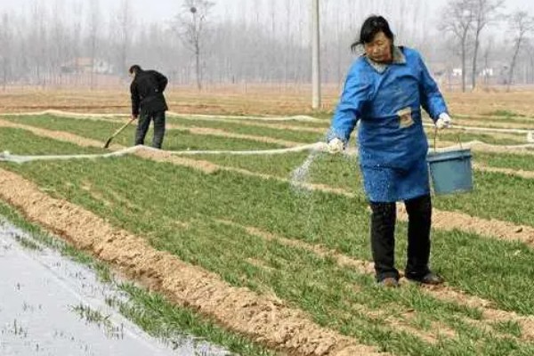 合理密植能提高什么效率,作物的光合效率会上升