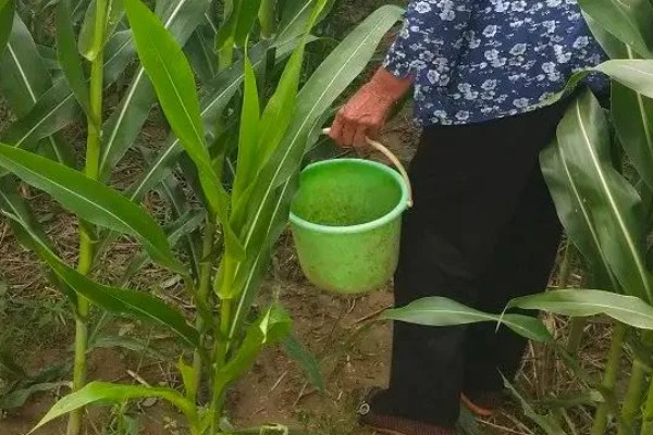 合理密植能提高什么效率,作物的光合效率会上升