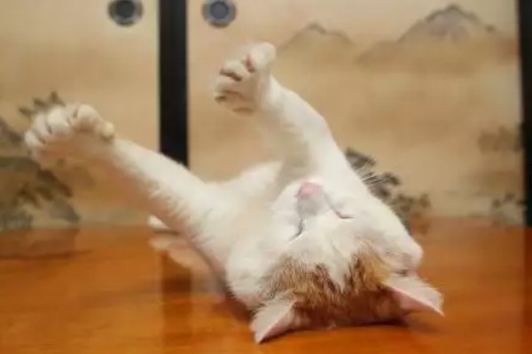 如何通过睡姿判断猫咪是否健康,做出缩成一团、侧躺、四脚朝天的姿势表示很健康