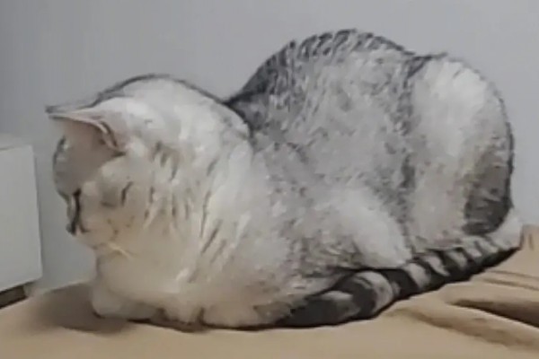 如何通过睡姿判断猫咪是否健康,做出缩成一团、侧躺、四脚朝天的姿势表示很健康