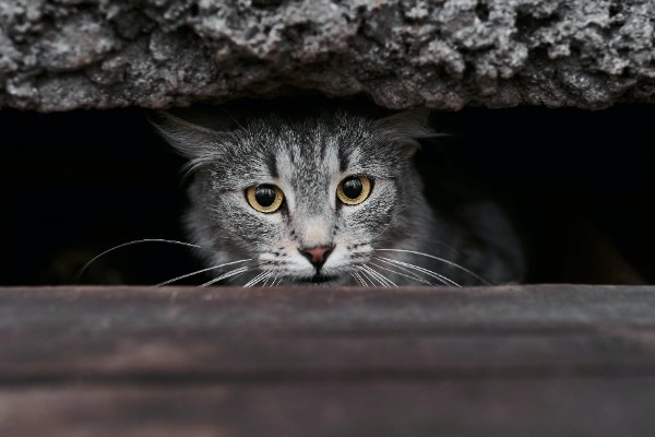 如何通过睡姿判断猫咪是否健康,做出缩成一团、侧躺、四脚朝天的姿势表示很健康