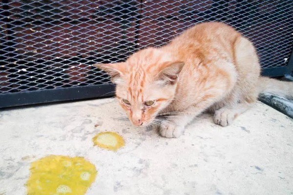 如何通过睡姿判断猫咪是否健康,做出缩成一团、侧躺、四脚朝天的姿势表示很健康