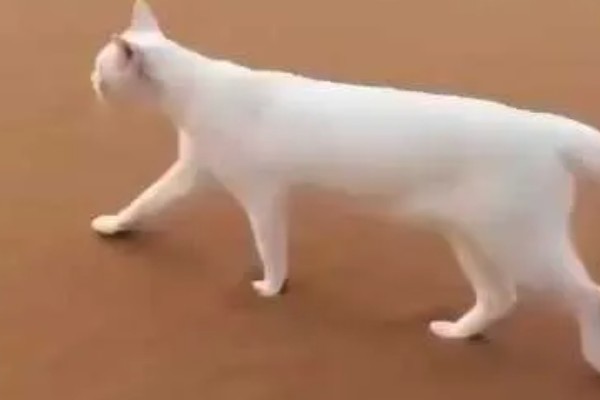 如何通过睡姿判断猫咪是否健康,做出缩成一团、侧躺、四脚朝天的姿势表示很健康