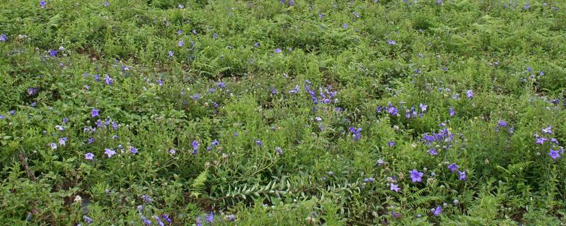 桔梗一亩地可以产多少斤，亩产量在1300多斤左右