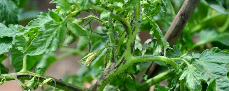 西红柿杆子发黑的原因，茎基部发黑可能是患有茎基腐病等病害