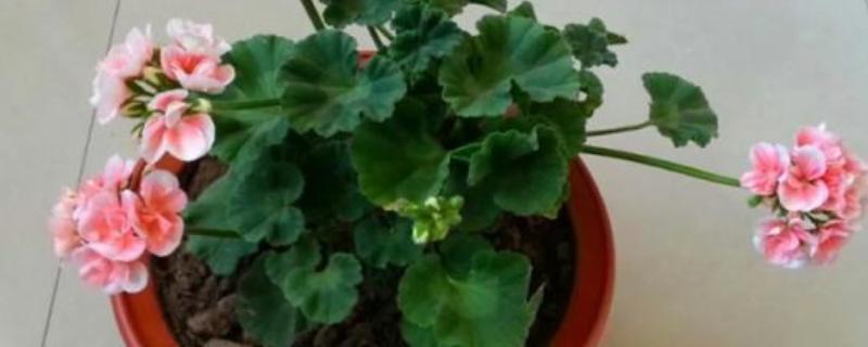 木芙蓉的养殖方法，适合生长在背风喜阳的环境中