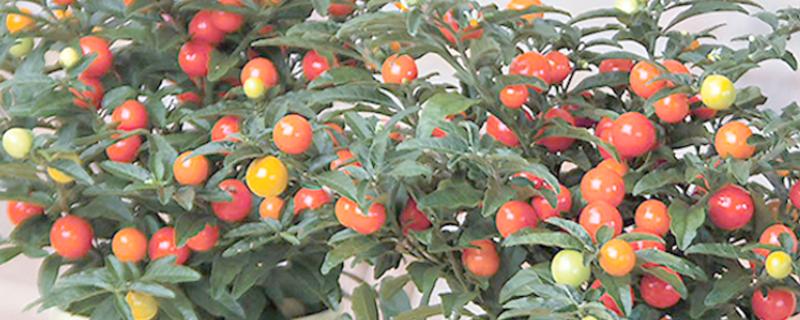 家里养珊瑚樱的寓意，寓意喜庆和红火