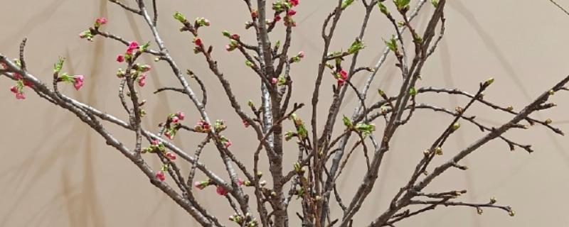 樱花枝条水培能不能存活，水培期间不会死亡