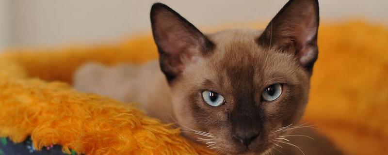 母猫发情的表现，表现为像婴儿般的哭闹声