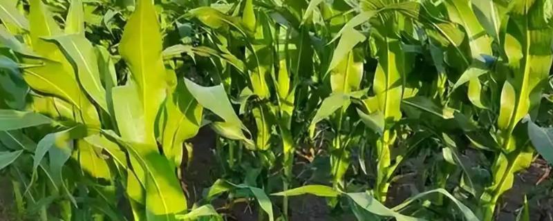 中科玉505的简介，中抗茎腐病等病害