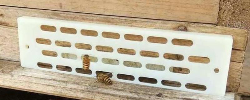 防逃片何时使用，饲养新收蜂群、迁飞蜂群、分蜂蜂群都要安装