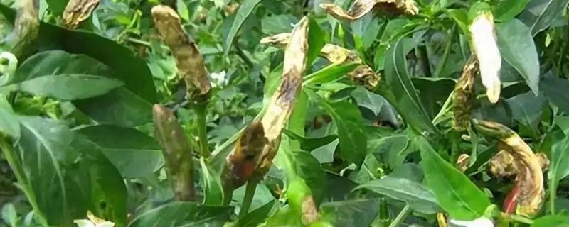 辣椒有什么常见的病害，黑霉病、绵腐病、根腐病等病害很容易发生