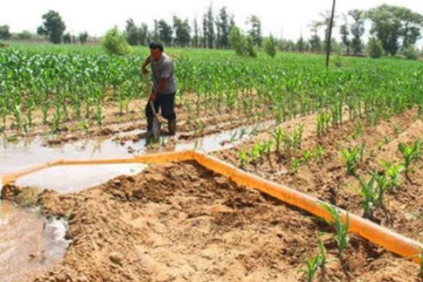 玉米花粒期的管理方法,土壤水分保持在田间持水量的70-80%