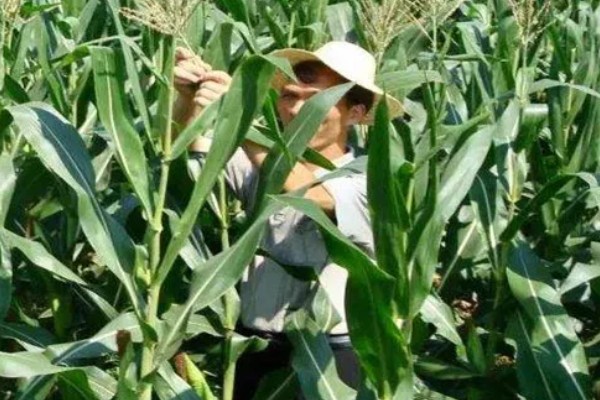 玉米花粒期的管理方法,土壤水分保持在田间持水量的70-80%