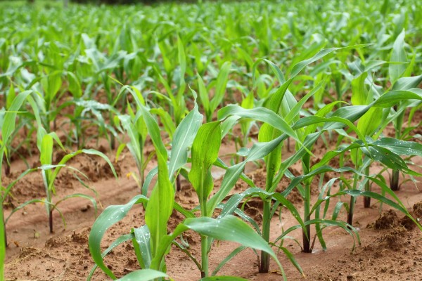 玉米花粒期的管理方法,土壤水分保持在田间持水量的70-80%