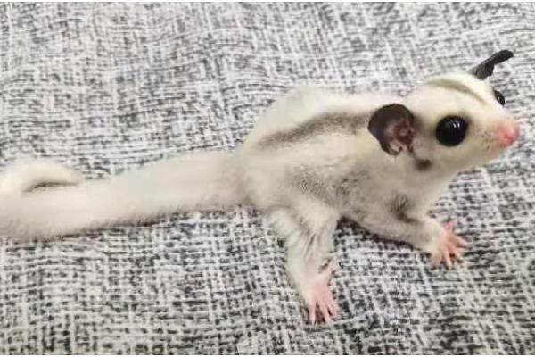 蜜袋鼯的存活时间，平均寿命为10年以上