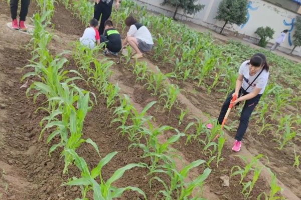 玉米花粒期的管理方法,土壤水分保持在田间持水量的70-80%