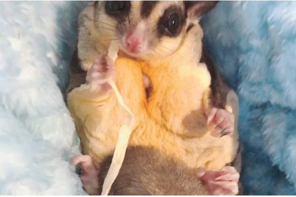 蜜袋鼯的存活时间，平均寿命为10年以上