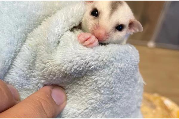 蜜袋鼯的存活时间，平均寿命为10年以上