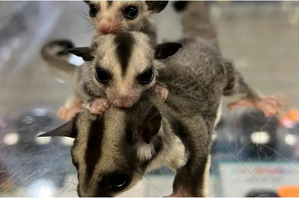 蜜袋鼯的存活时间，平均寿命为10年以上