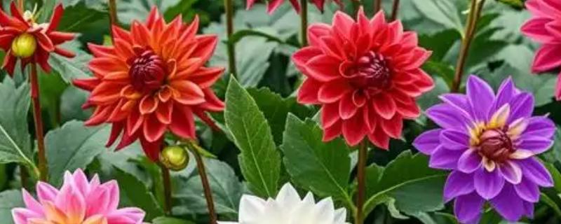 大丽花有哪些花语，寓意热情、富贵、纯真等