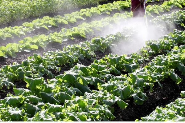 甲维盐的防治对象，可灭杀鳞翅目、双翅目害虫