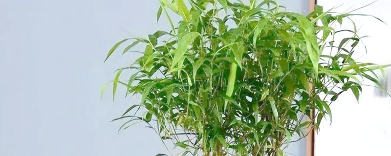 竹子是四季常青吗，竹子是常绿植物