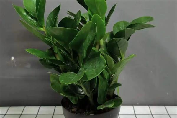 怎么养金钱树,选择酸性土壤种植为佳