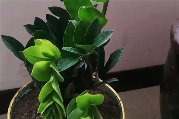 怎么养金钱树,选择酸性土壤种植为佳