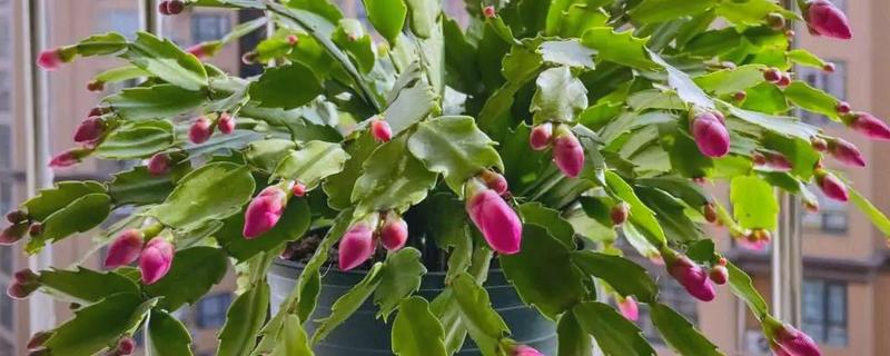 夏天怎么养护蟹爪兰，要为其做好降温措施