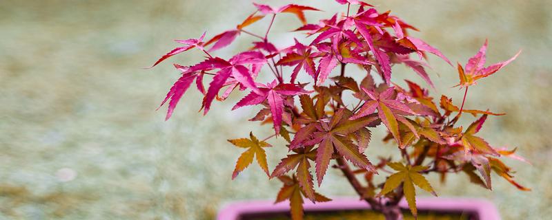 红枫盆栽的修剪方法，剪除过长枝、交叉密生枝等枝条