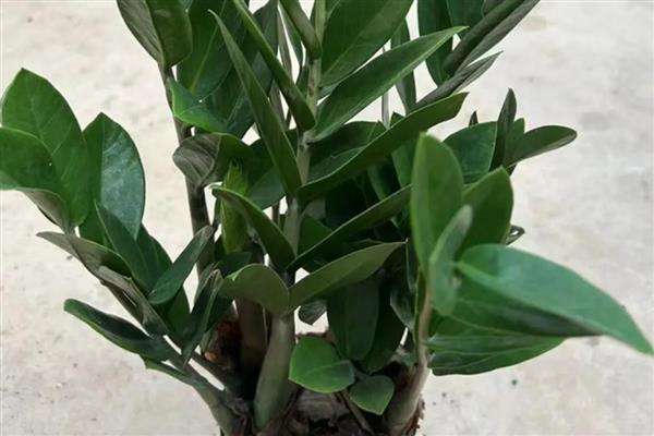 怎么养金钱树,选择酸性土壤种植为佳