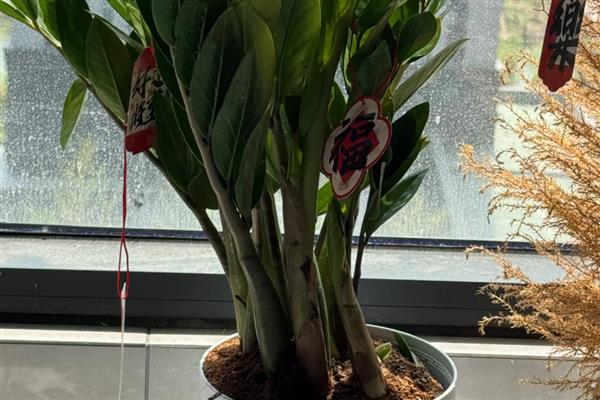 怎么养金钱树,选择酸性土壤种植为佳