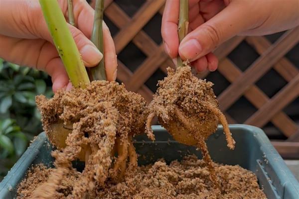 怎么养金钱树,选择酸性土壤种植为佳