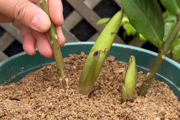 怎么养金钱树,选择酸性土壤种植为佳