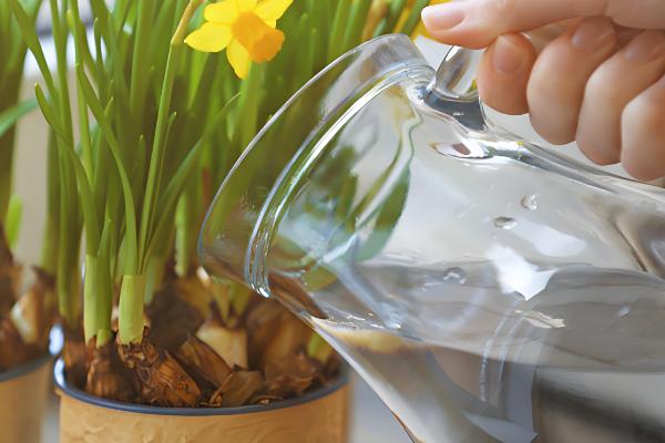 水仙花的种植时间，以9-10月份为宜