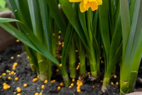 水仙花的种植时间，以9-10月份为宜