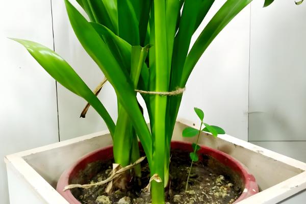 水仙花的种植时间，以9-10月份为宜