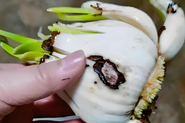 水仙花的种植时间，以9-10月份为宜